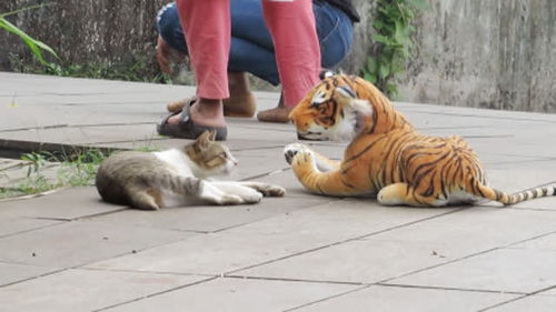 猫咪害怕老虎吗 男子用 假老虎 测试,跟狗狗的表现差太远了 