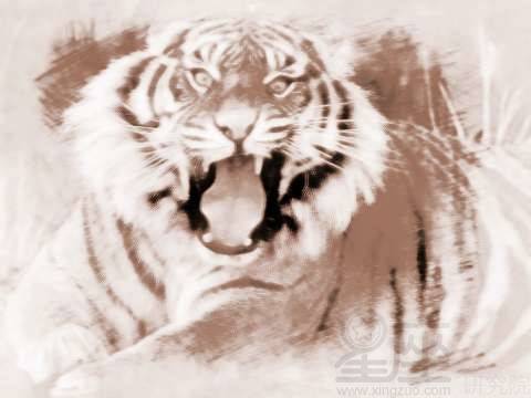 梦见老虎掉牙 周公解梦之梦到老虎掉牙