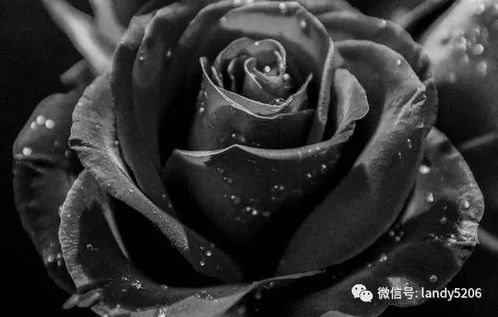 心理测试 4朵黑玫瑰,哪朵最惊艳 测你在异性眼中多有吸引力