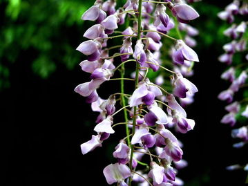 白色系的树种有哪些日本紫藤品种介绍与图片的简单介绍
