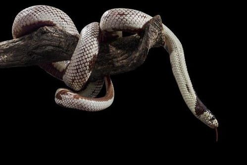 毒蛇2006(毒蛇2021)