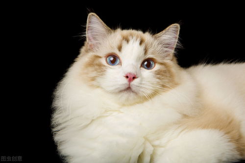 布偶猫一生中,有5个最大的 心愿 ,你会满足它吗