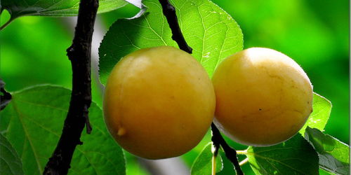 杏子成熟比较早,杏树种植需要哪些技术 怎么种出高产的杏树呢