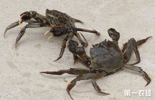 导致螃蟹逃跑的原因及防范方法