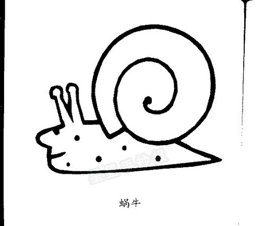 蜗牛的形状是什么样子的四只蜗牛是什么生肖(蜗牛的形态是什么样子的)