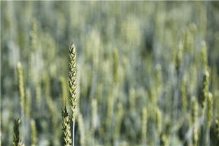 农业概念麦田绿色环境生态 