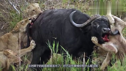 狮子捉水牛反被牛群追杀,被逼到爬树保命,镜头拍下搞笑过程 