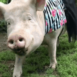 爱美的大猪散步动图表情包