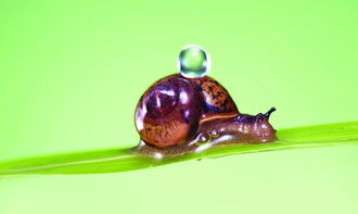 为什么蜗牛爬行后会留下黏液