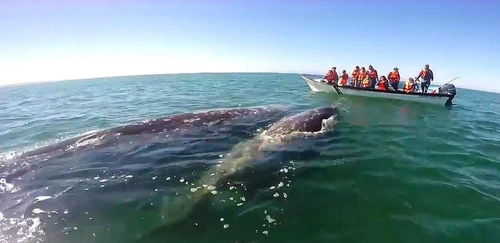 鲸鱼母子向人类求救,当人们看到鲸鱼身体后,眼眶瞬间湿润了