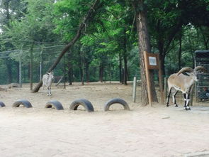 北京大兴野生动物园一日游