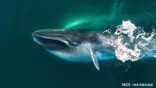 世界上最大的10种鲸鱼 第一你能想到吗