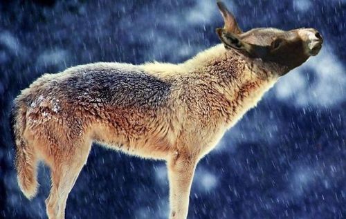 神秘的驴头狼究竟是什么动物 神农架真的有驴头狼存在吗