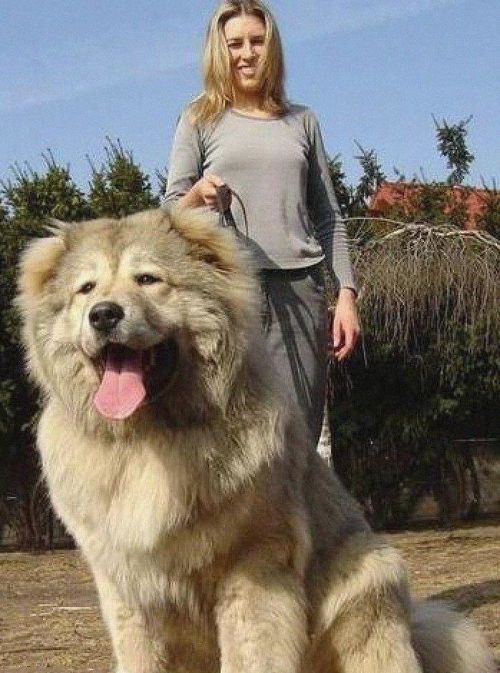 全球最大的十大巨型犬,狗型似狗熊大到让你吃惊 
