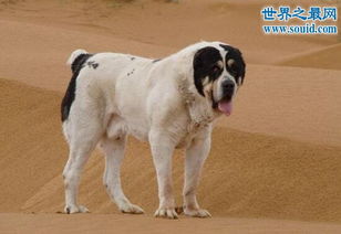 巨型犬排名,2.2米巨犬比人还高大 2 
