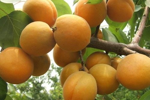 北方杏子什么时候成熟(北方杏树什么时候栽成活率高)