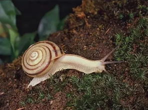 中国北方常见蜗牛(中国北方常见蜗牛有哪些)