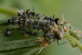 蚂蚁的天敌是什么