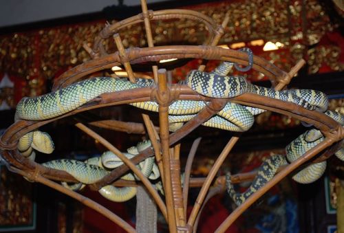 马来西亚最奇特蛇庙,寺院到处都是蛇,游客却一点也不害怕