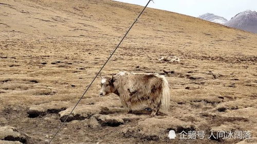 在西藏,最危险的永远都不是狼,而是落单的野牦牛