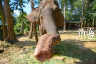 美旺大象营半日游 骑大象 喂养大象 大象洗澡