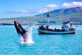 冰岛雷克雅未克经典观鲸半日游 专业英文向导 温暖的连体外衣 免费Wi Fi