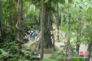 天津热带植物观光园图片(天津热带植物园观光园好玩吗)
