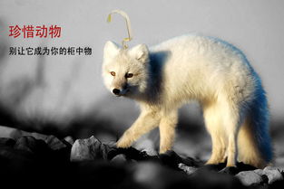 关于保护野生动物的宣传语(关于保护野生动物的宣传语简短)