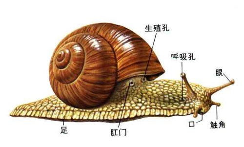 专吃蜗牛的动物(吃蜗牛的软体动物)