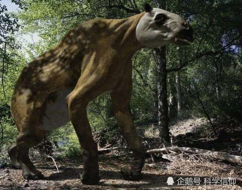 什么是 驴头狼 真有这种动物吗 为什么会出现在神农架