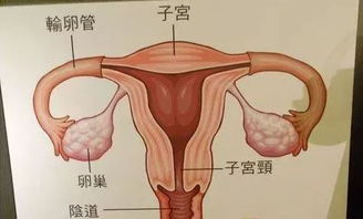 子宫摘除三年后对卵巢影响(切除子宫三年了注意点什么)