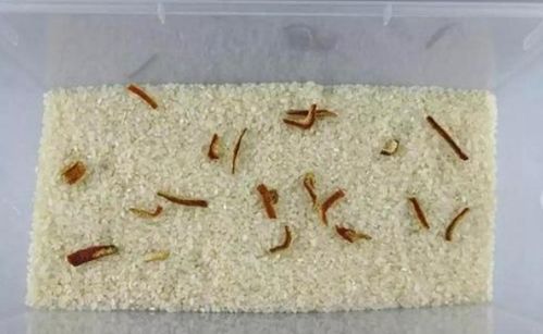 五谷杂粮各种米类豆类怎样保存才不会生虫子呢 是密封还是让其空气流通呢 