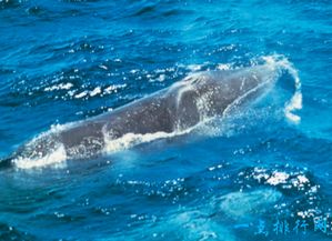 世界上最大的鲸鱼 蓝鲸 体长33米 重239吨 