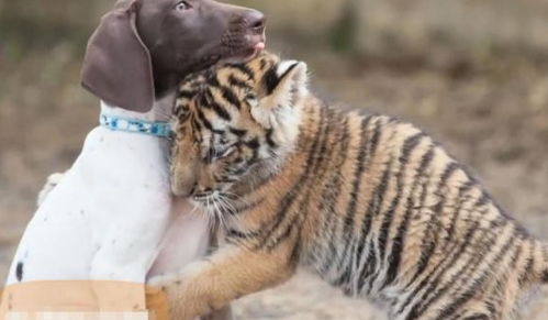 为什么很多动物都怕老虎为什么狗见了老虎不敢动(为什么狗会怕老虎)