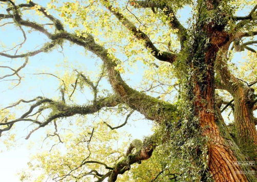 泽泉乡500余年高龄的古香樟已被列入国家一级保护树木