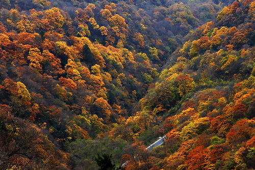 世界森林日 盘点中国著名国家森林公园 