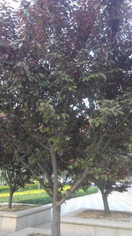 这是什么树呢 在小区公园看到的,结的果子跟枣特别像,硬的,红色的 