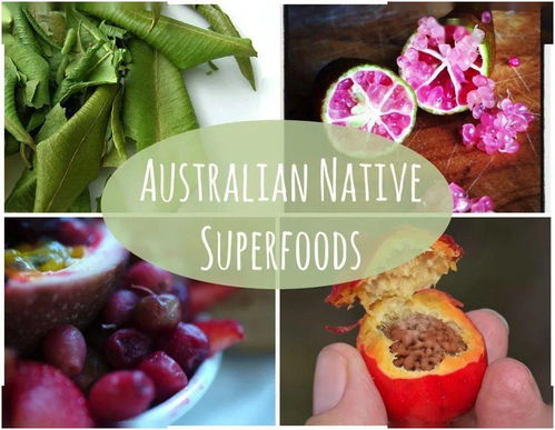 澳趣 你不可不知的8种澳大利亚本土 超级食物