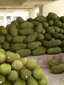 海南菠萝蜜 25斤以上的靓果价格1.7元 斤 500斤起批 惠农网 