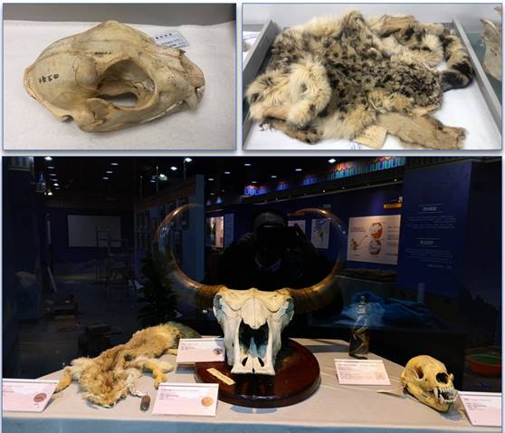 演化千万载,生命逐山高 青藏高原古生物科考成果展 正式开展 古脊椎动物与古人类研究所 
