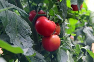 义农农场 番茄季 让宝宝爱上番茄 