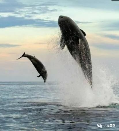 海豚的生死逃亡,艰难从虎鲸的 虎口 逃生 