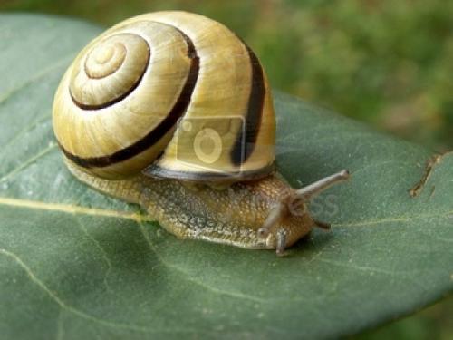 像蜗牛一样的软体动物是什么 