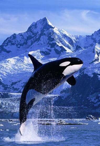 海豚和虎鲸为什么会跃出水面 