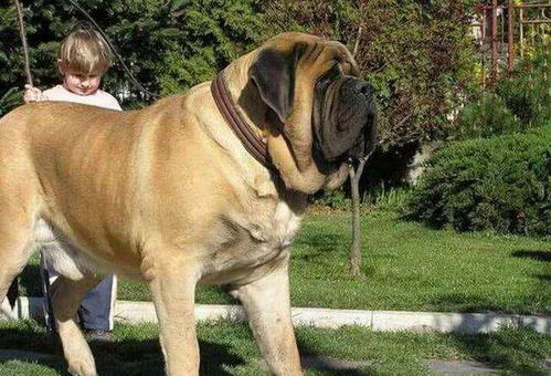 世界上饭量最大的狗狗排行榜,哈士奇只能垫底