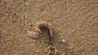在沙滩上看到的不明虫子,周围有很多死鱼 