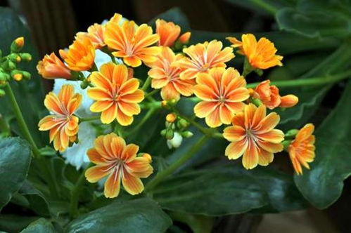 一种外国的微型花,名叫露微花,开花漂亮花色多,怎么看都喜欢