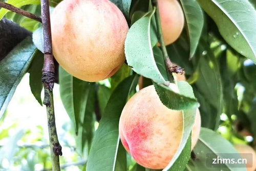 什么桃子最甜最好吃 哪些地方可以种植桃子