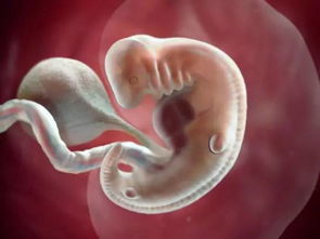 妈妈怀胎十月,胎儿1 40周的发育过程图 