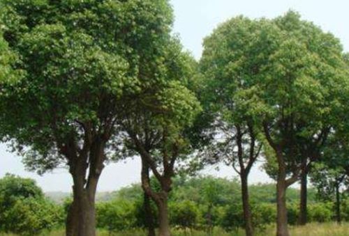 怎样能保证香樟树移栽的成活率 
